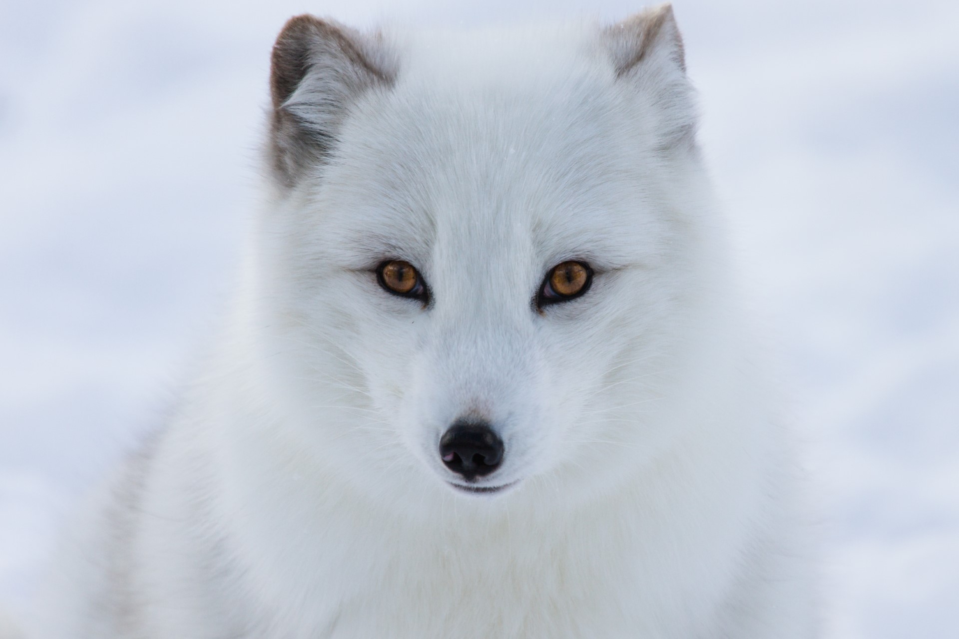 Arctic Fox - Arctic Genomics