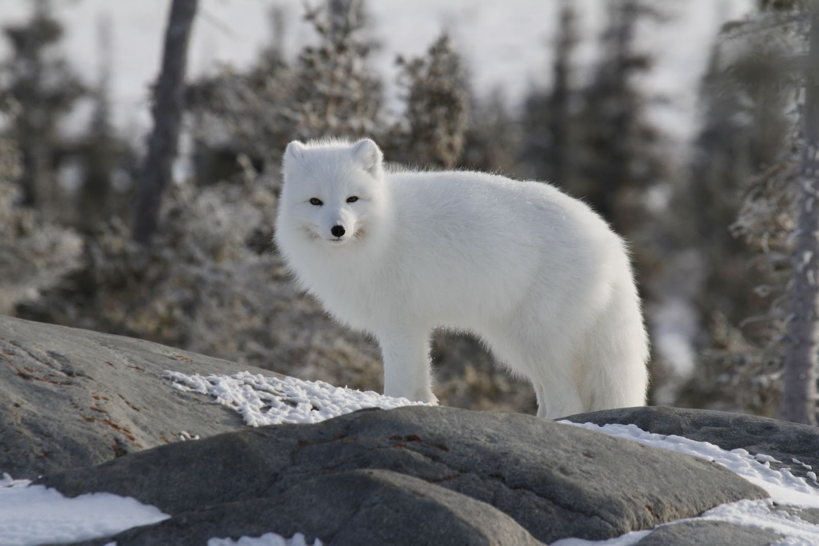 Arctic Tundra Arctic Fox