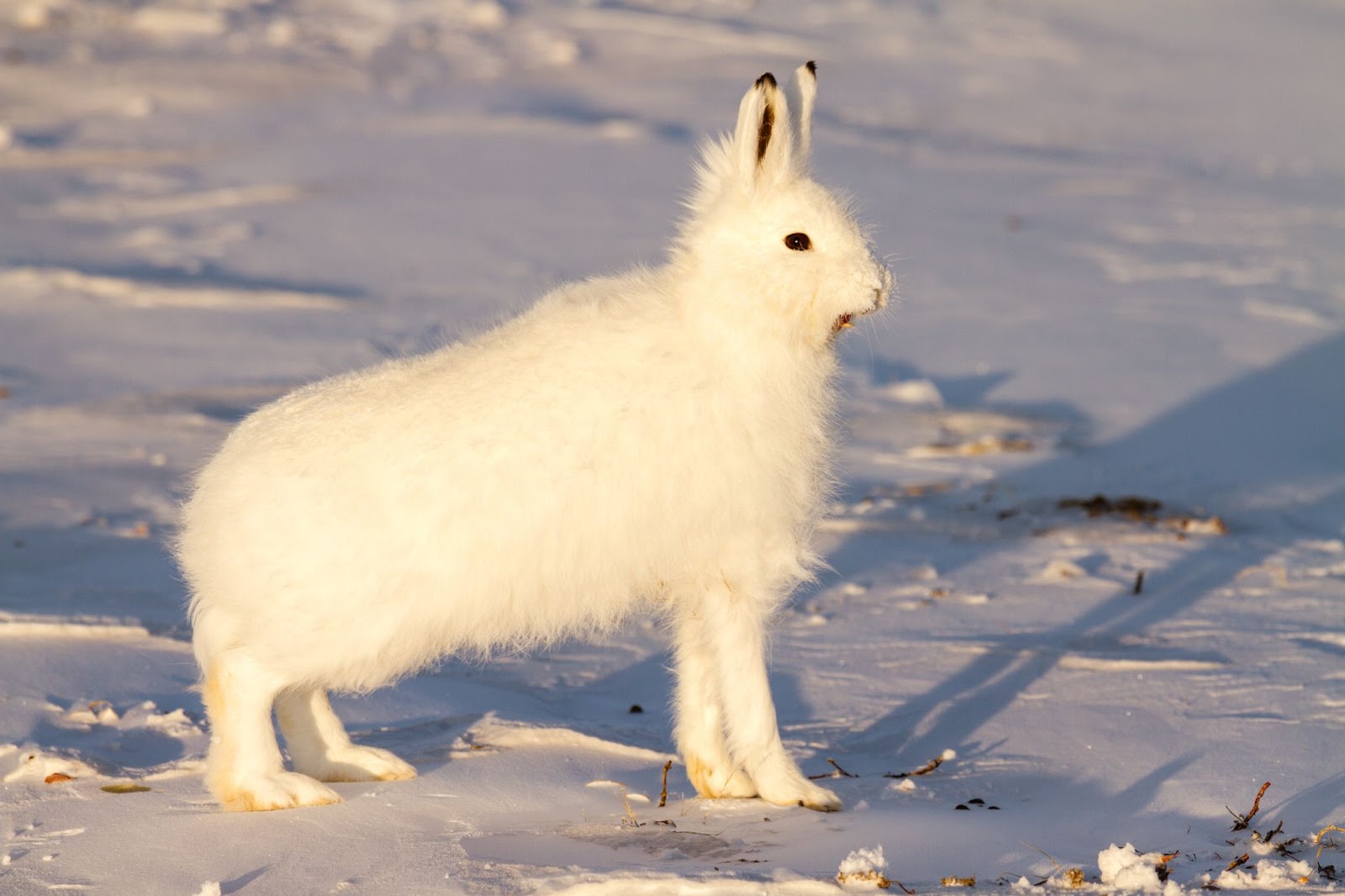 Arctic Hare Predators Arctic Hare Predators