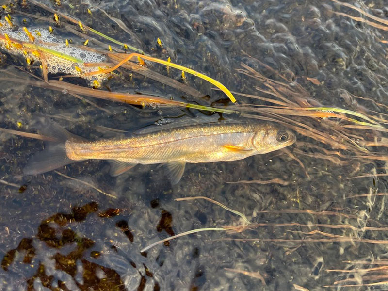 Polar bears playing at the Eclipse Sound floe edge