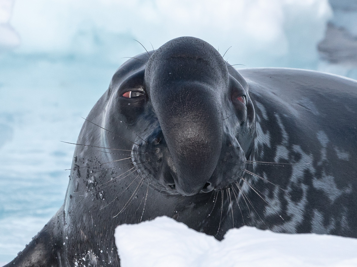 Polar bears playing at the Eclipse Sound floe edge